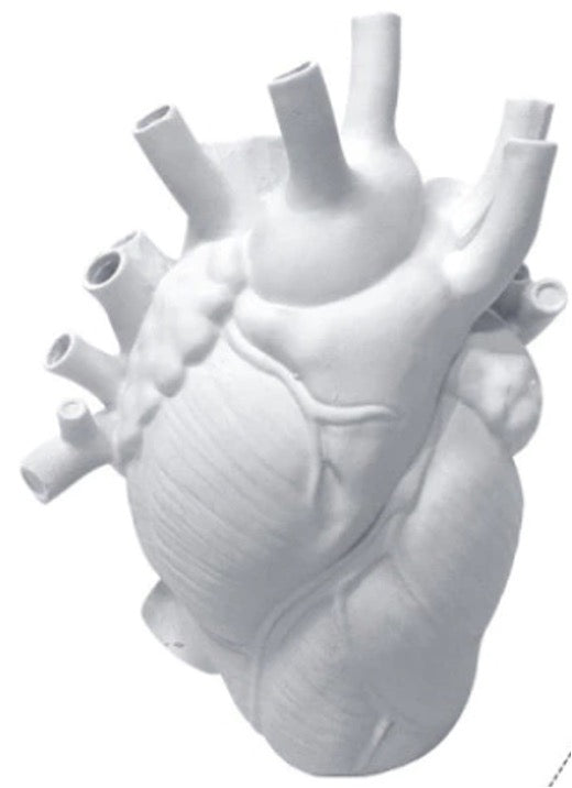 Anatomical heart vase in white.