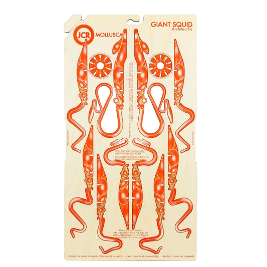 MOLLUSCA GIANT SQUID