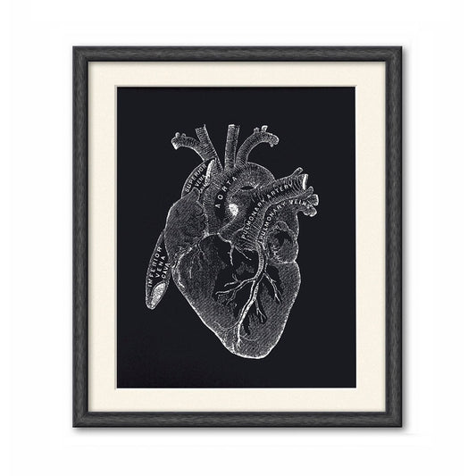 Vintage anatomy black heart print. Educational biology chart diagram. Black background with white illustrations. Print in black frame with white mat