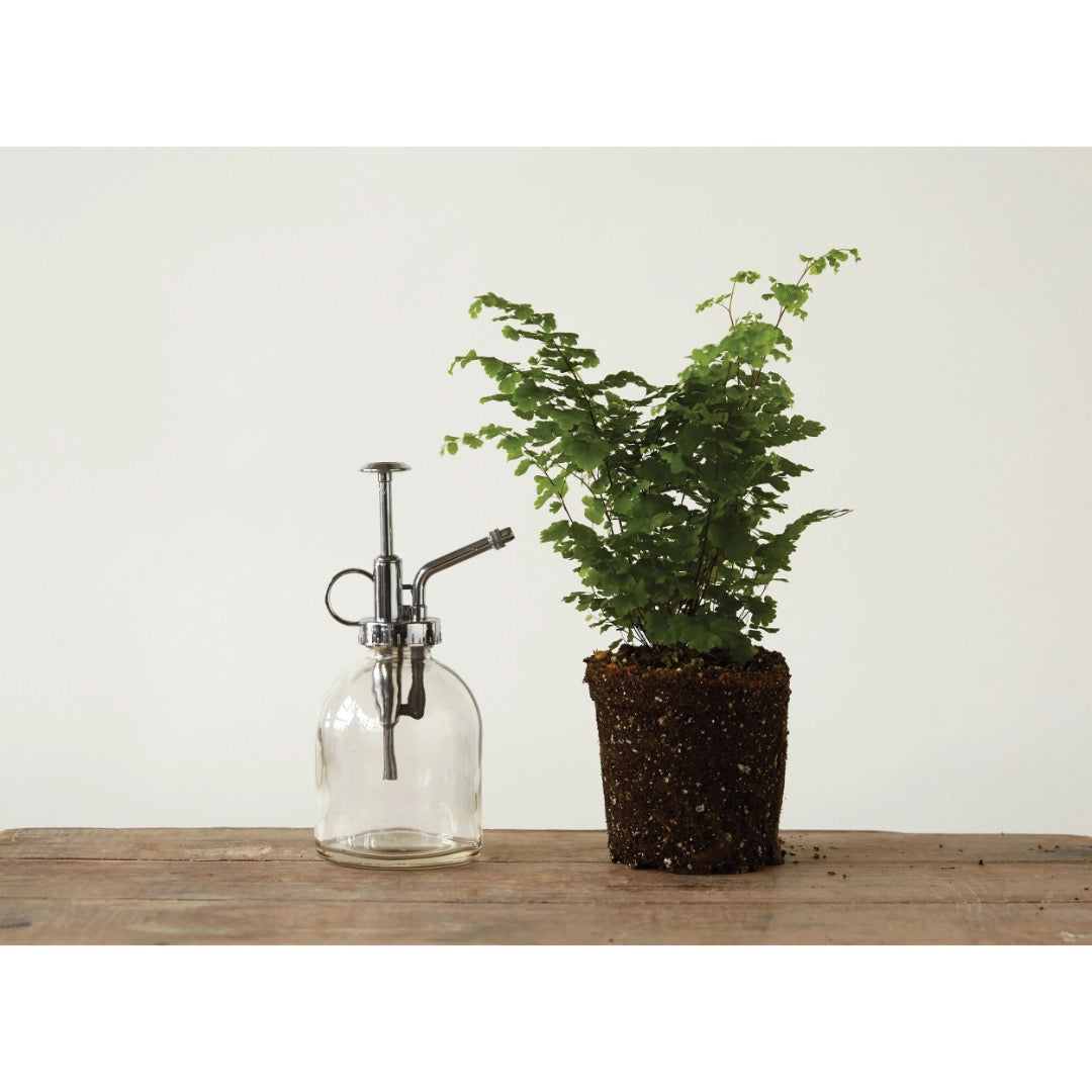 Clear glass plant mister with silver top on table next to maiden fern.