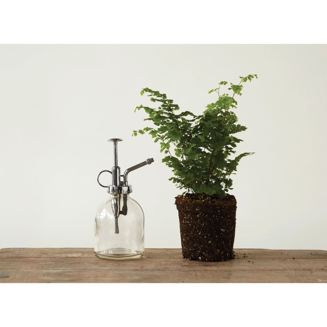Clear glass plant mister with silver top on table next to maiden fern. 