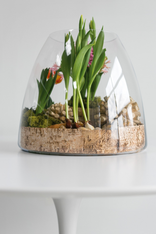 JUMBO TERRARIUM