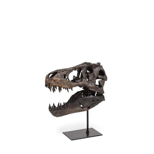 TYRANNOSAURUS SKULL