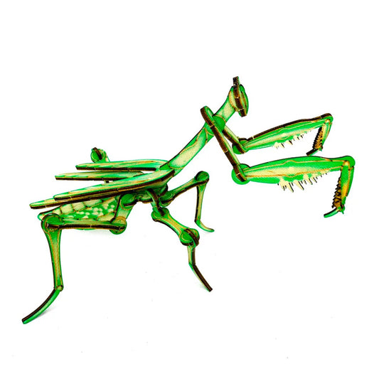 MANTIS ANTHROPODA MODEL