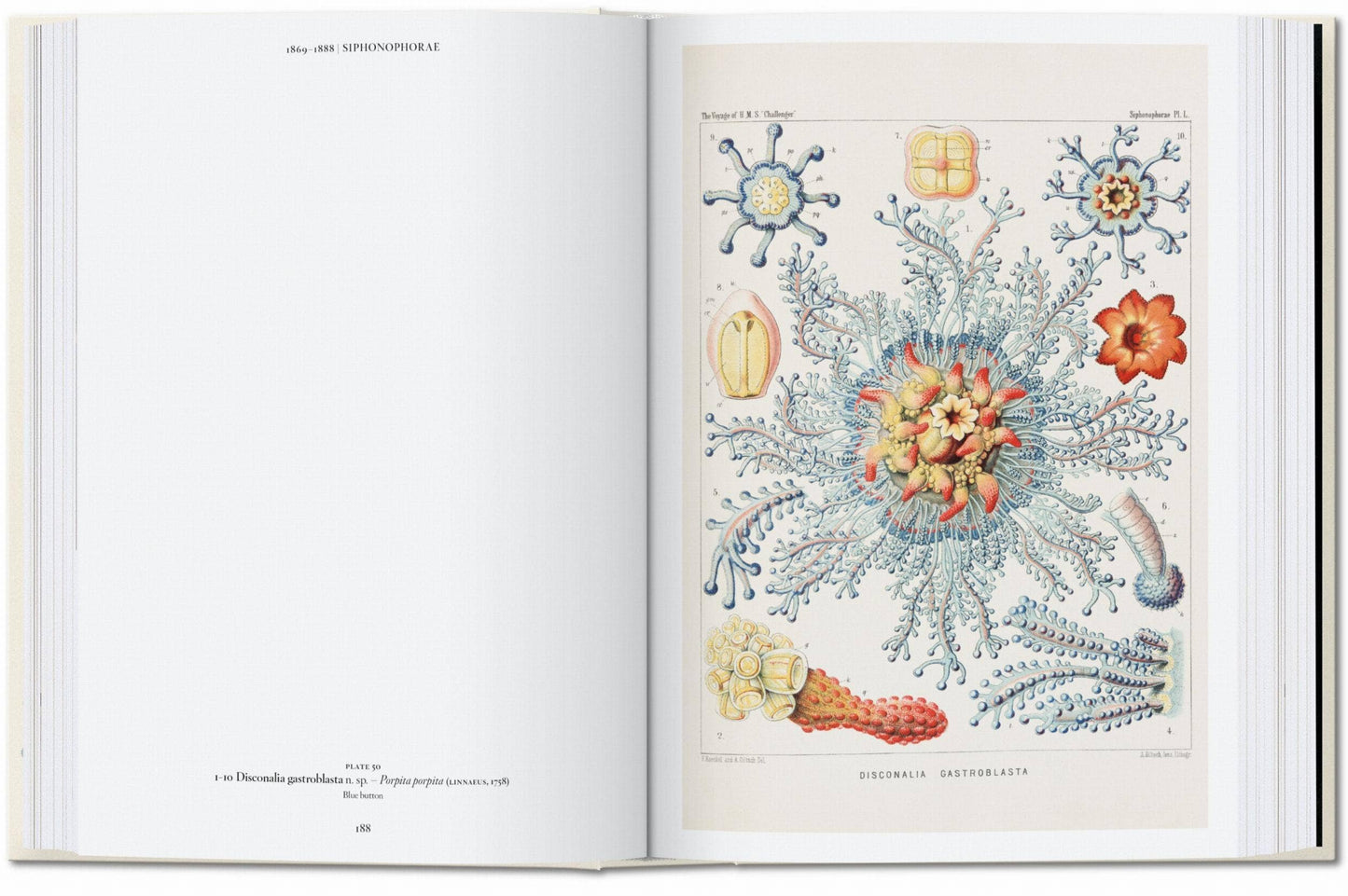 The Art and Science of Ernst Haeckel. 45th Ed (English)
