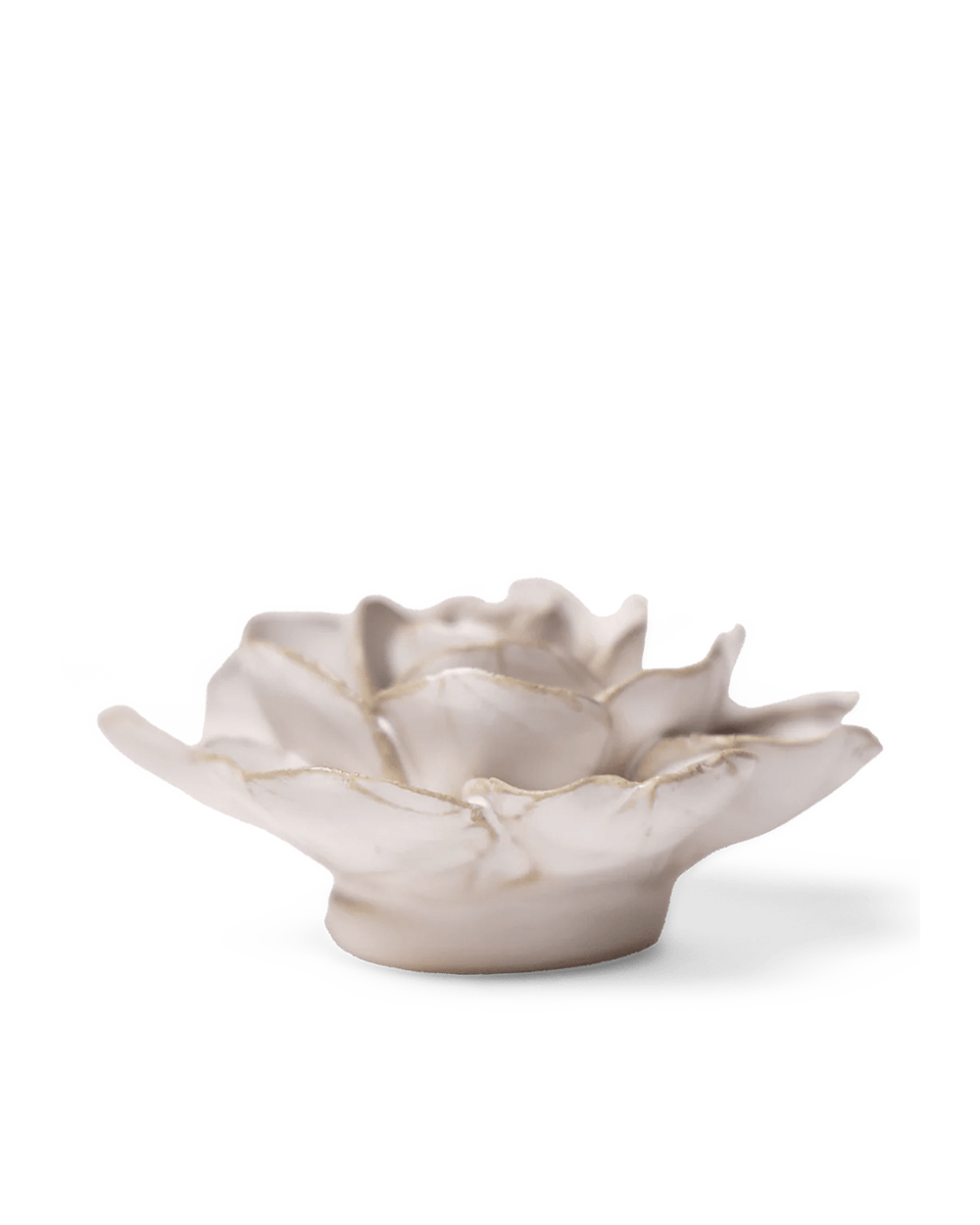 Side view of the Ivory Amandine Ranunculus showing its wide outer petals and small base