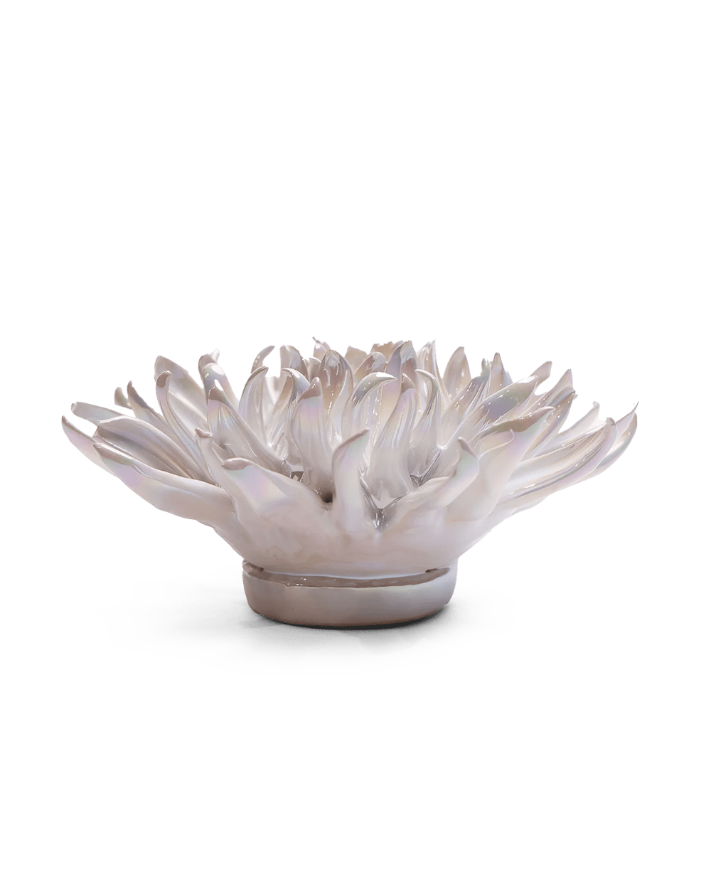 Side view of the pearlescent medium flower showing its spiky petals and round base