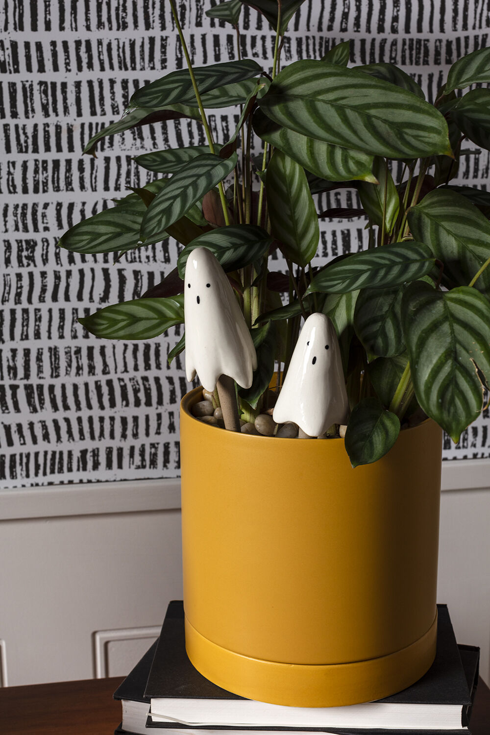 Casper ghost plant sticks in a potted plant
