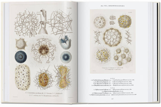 The Art and Science of Ernst Haeckel. 45th Ed (English)