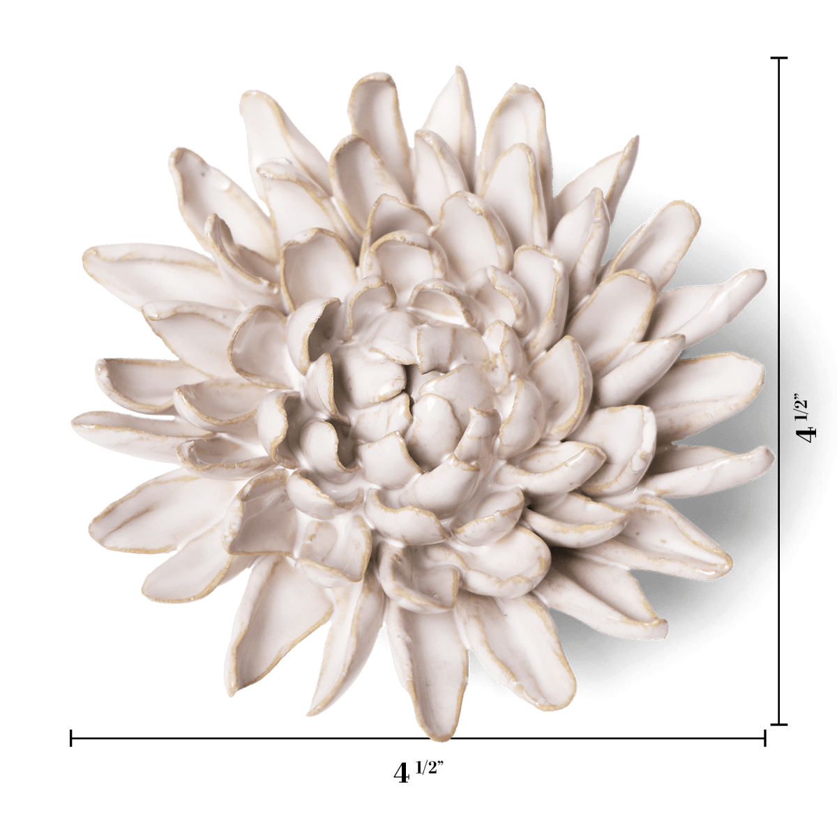 Ivory Chrysanthemum with measurement lines showing 4 1/2 inches across