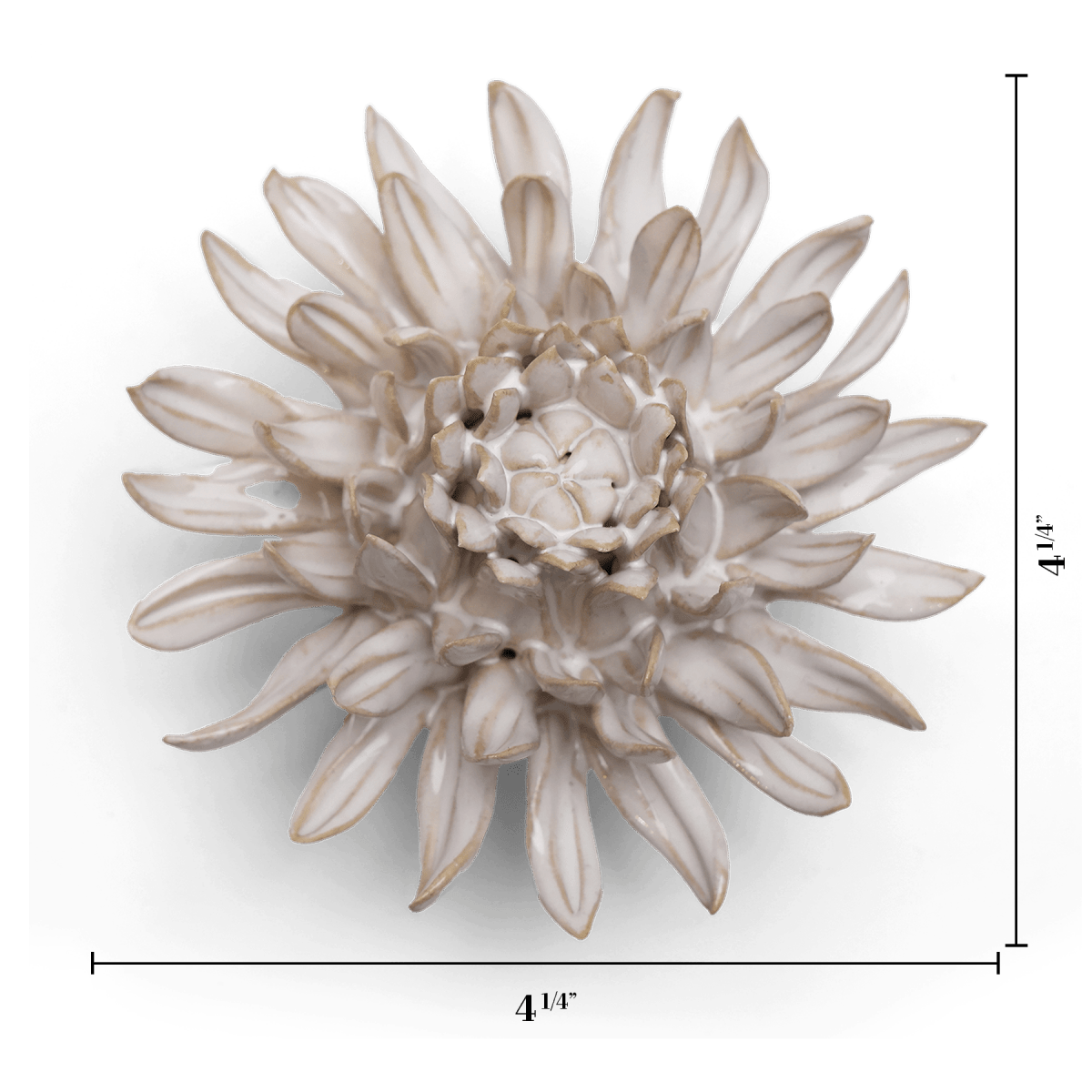Ivory Spider Mum with measurement lines showing 4 1/4 inches across