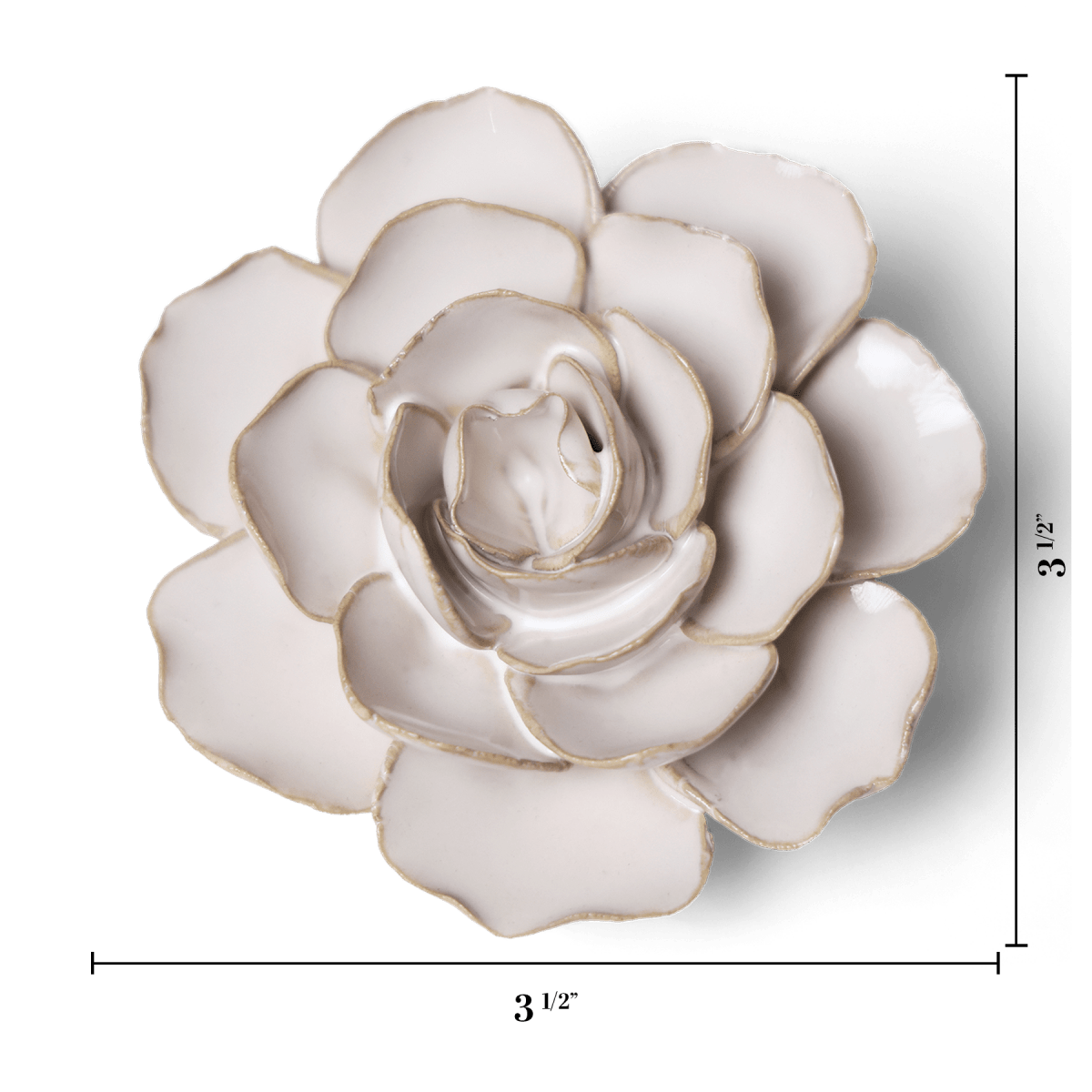 Ivory Amandine Ranunculus with measurement lines showing 3 1/2 inches across