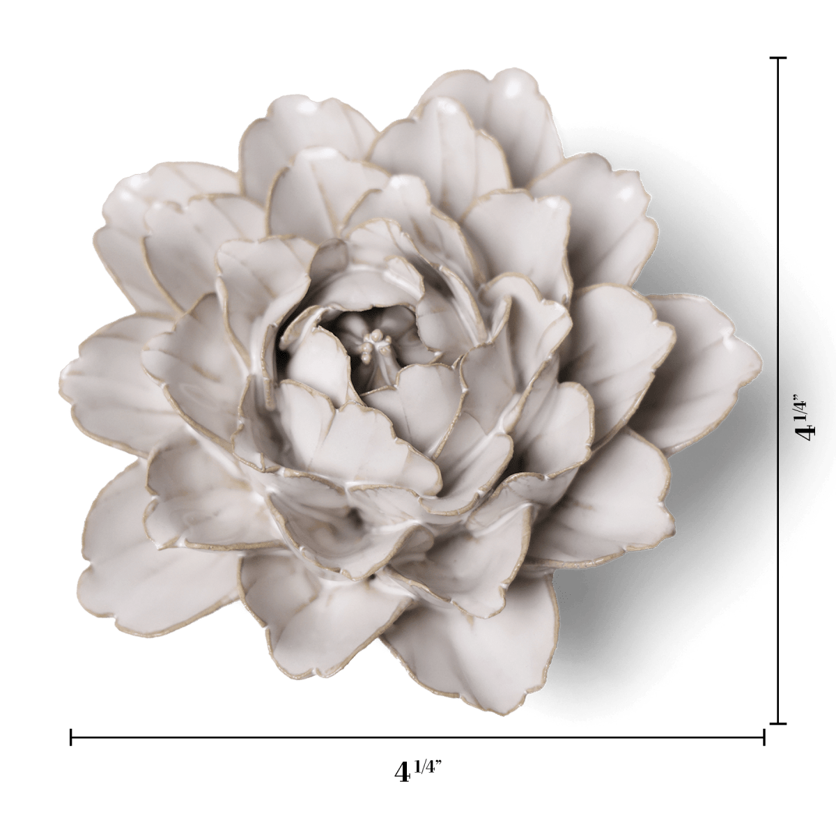 Ivory Comanche Peony with measurement lines showing 4 1/4 inches across