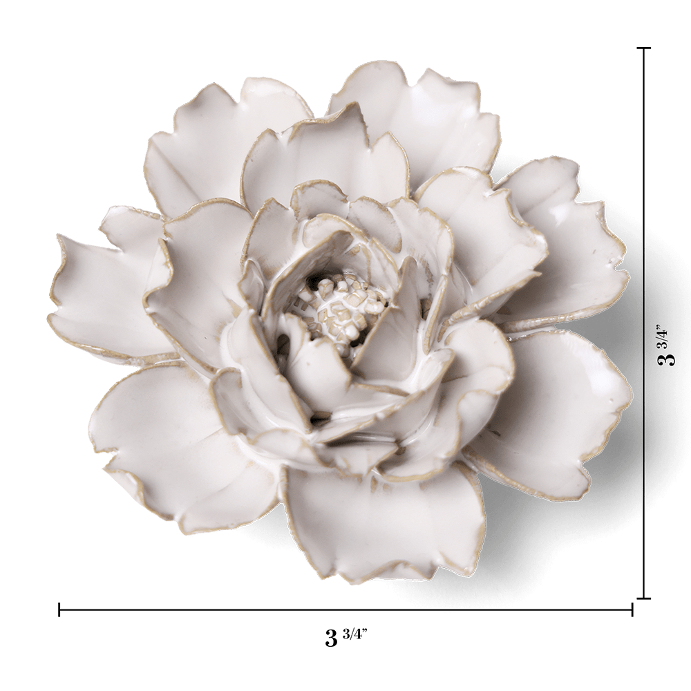 Ivory Rose with measurement lines showing 3 3/4 inches across
