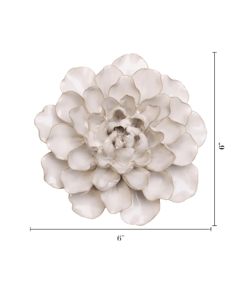 Ivory European Water Lily with measurement lines showing about 6 inches across