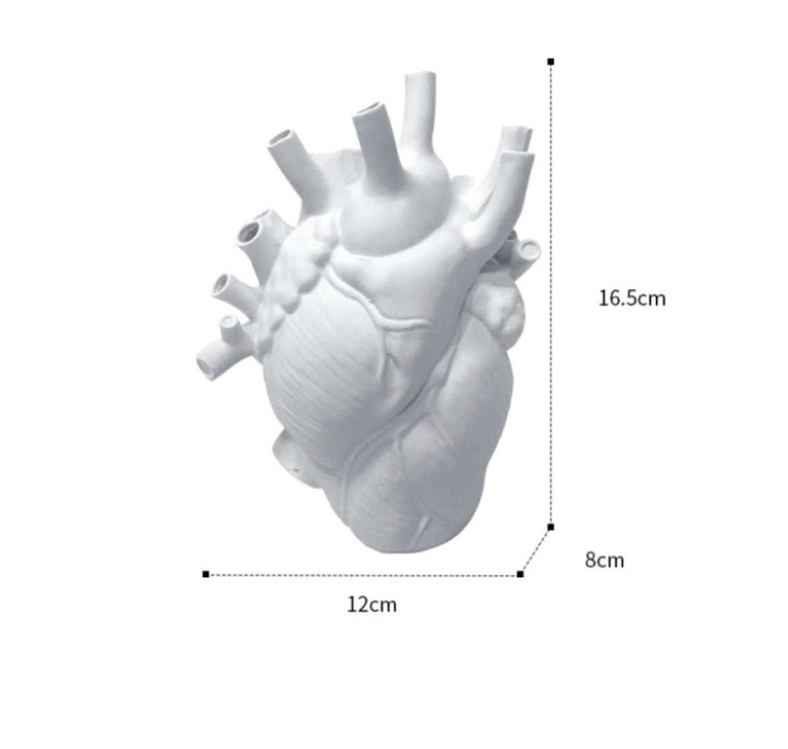 Anatomical heart vase in white.
