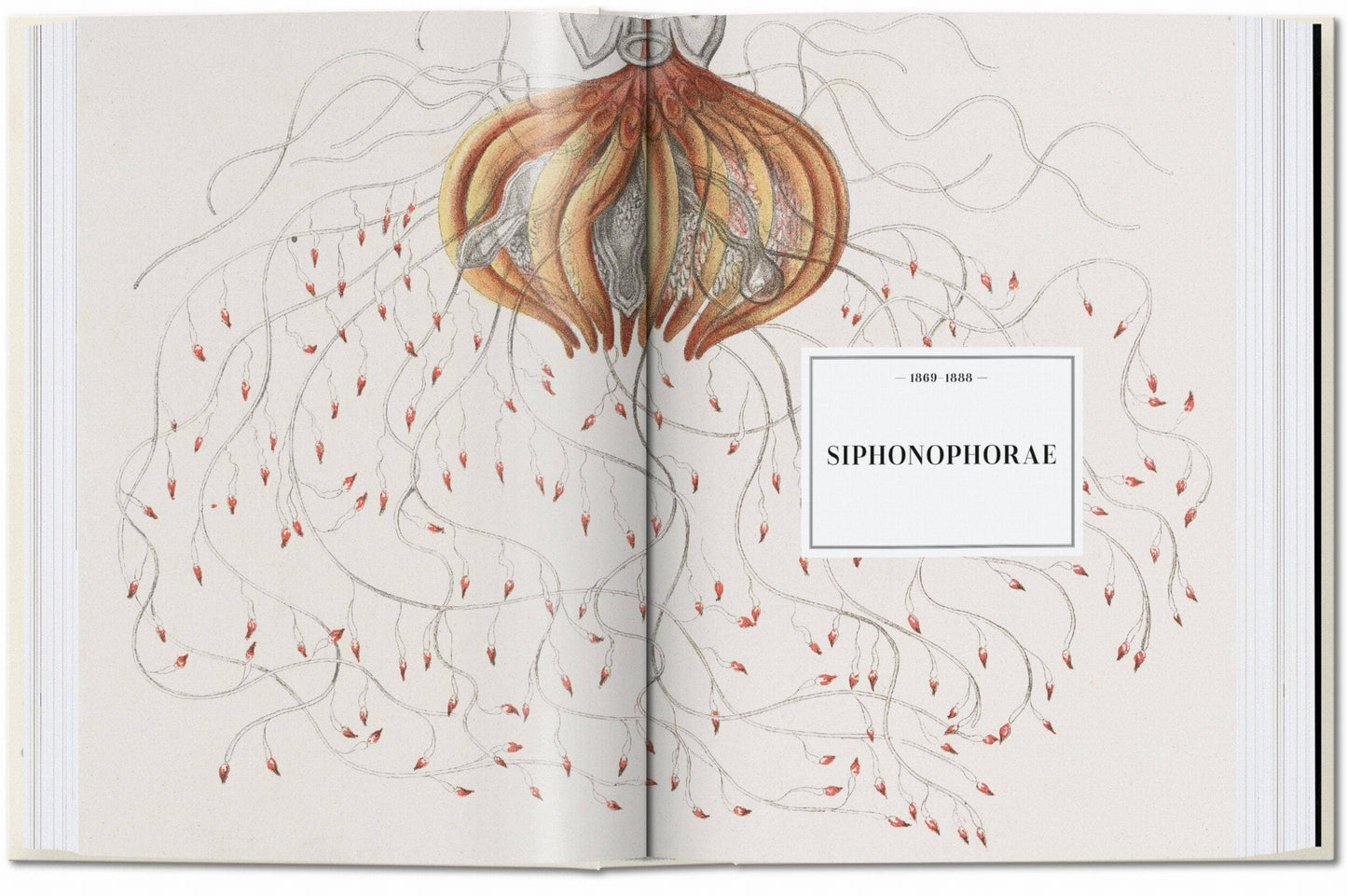 The Art and Science of Ernst Haeckel. 45th Ed (English)