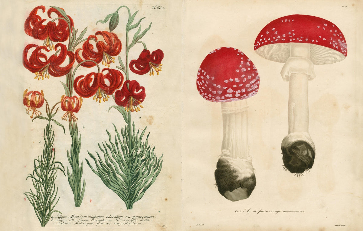 Inside Picture Book II: a red lily botanical plate opposite a pair of red-capped toadstool mushrooms