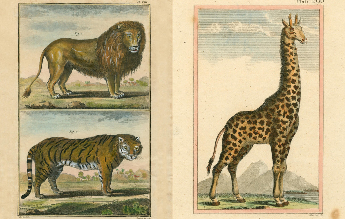 Inside Picture Book II: hand-colored natural history plates of a lion and tiger opposite a giraffe