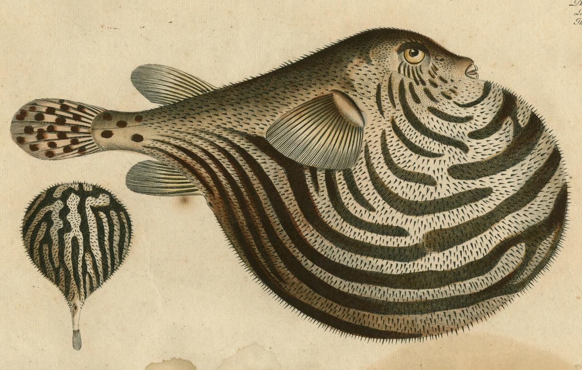 Inside Picture Book II: a striped pufferfish engraving beside a small striped hot-air balloon