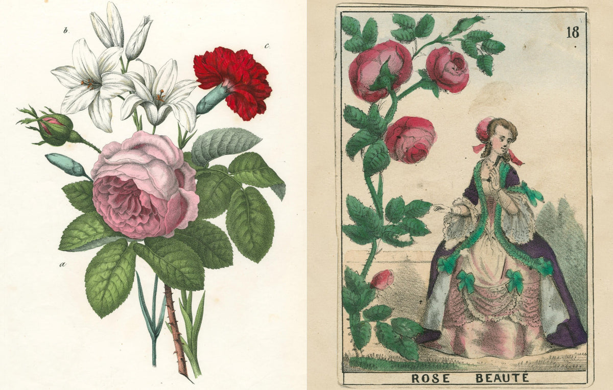 Inside Picture Book II: a rose and lily botanical print opposite a vintage Rose Beauté card of a lady in a rose gown