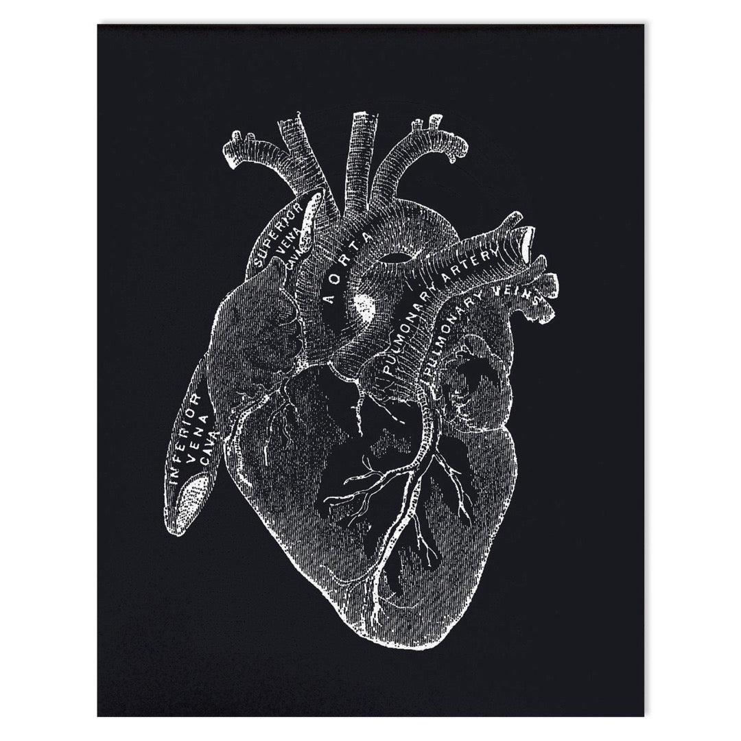 Vintage anatomy black heart print.  Educational biology chart diagram. Black background with white illustrations.