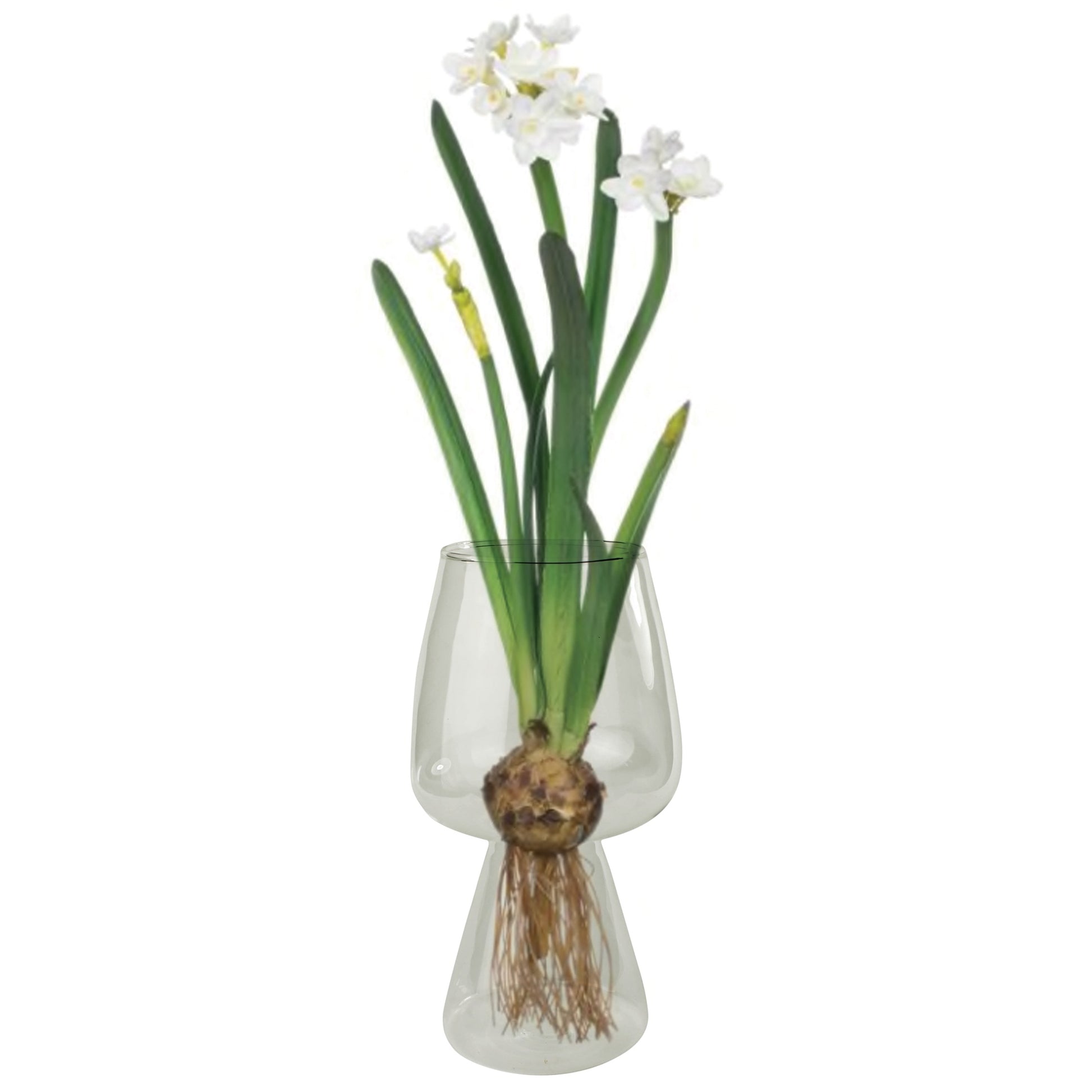 Glass bulb vase with paperwhite flowers rooting. 