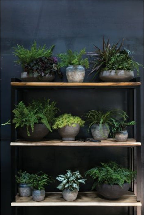 Collection of potted planters with assortment of plants on shelving unit. 