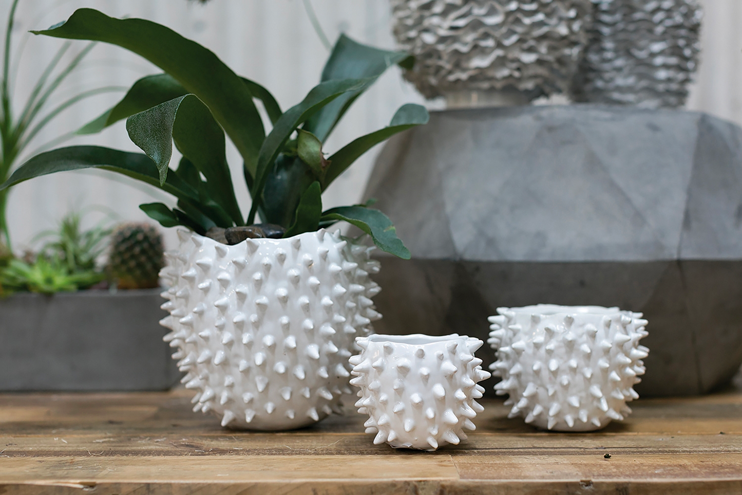 Set of 3 glossy white ceramic pots with spikes and plants