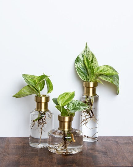 Propagation vases, glass base with brass neck with plants rooting