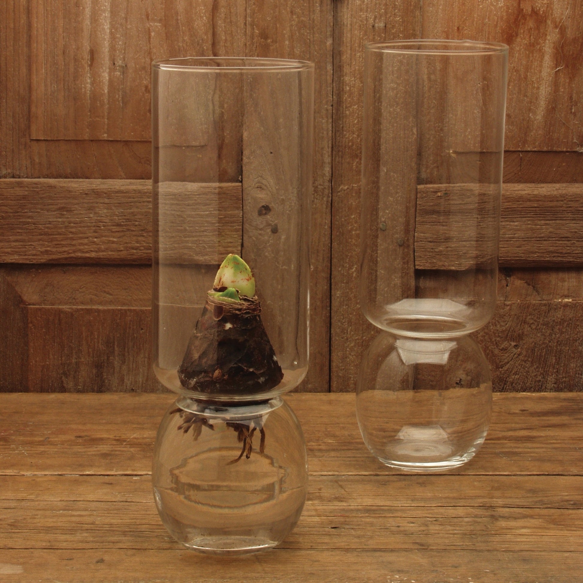 Pair of clear rooting bulb vases with a rooting flower bulb on wooden background