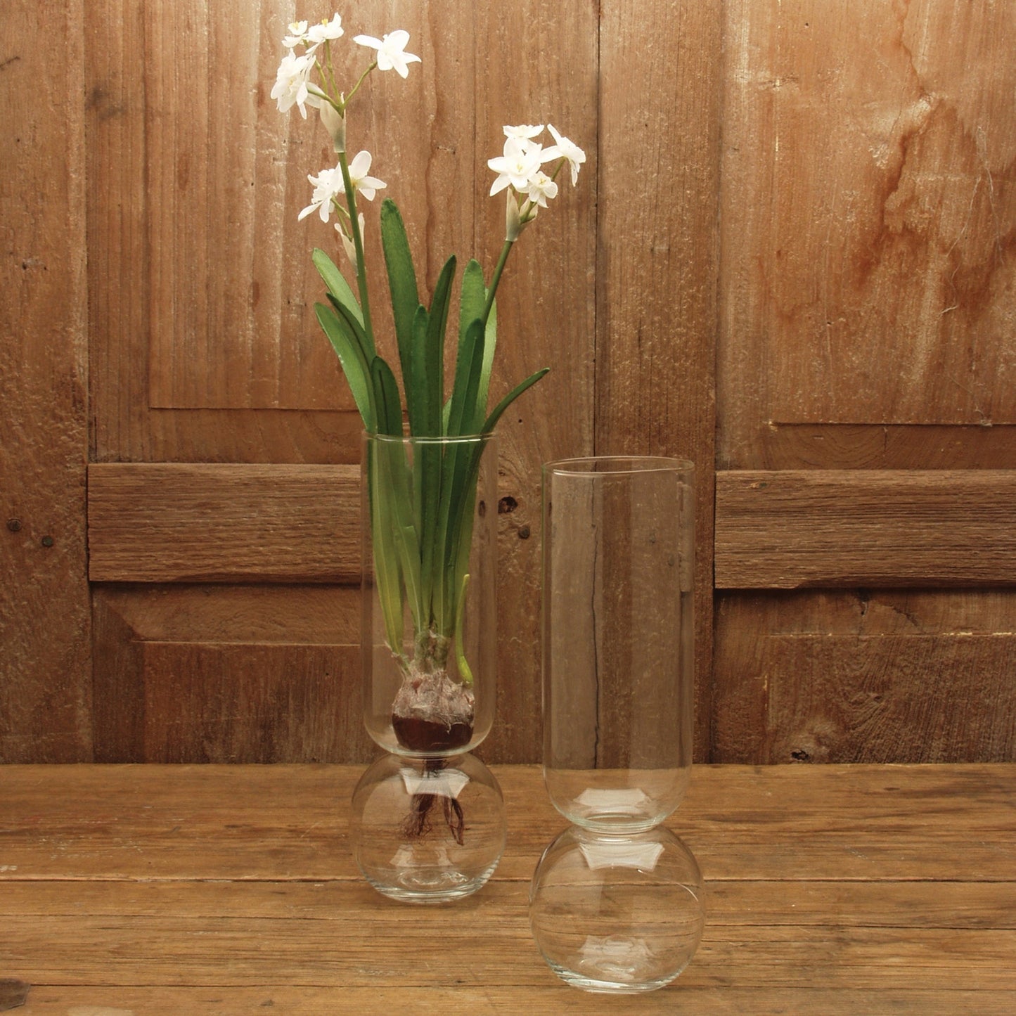 Pair of clear rooting bulb vases with paper white flower bulb on wooden background